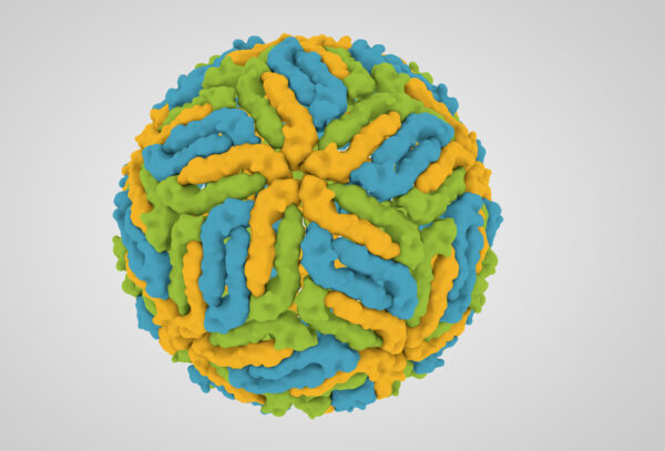 Dengue 1 NS1 insect