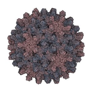 Hepatitis B Virus Core Antigen (HBcAg)