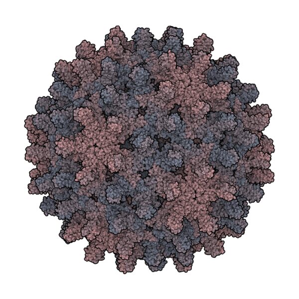 Hepatitis B Virus Core Antigen (HBcAg)