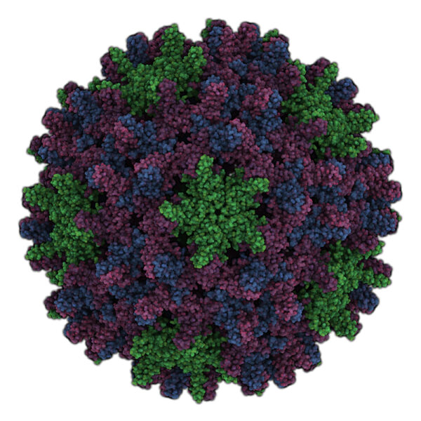Hepatitis B Virus E Antigen (HBeAg)