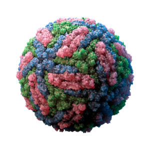 Usutu Virus NS1 Protein