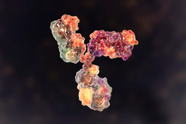 Rabbit Anti Flavivirus Envelope Protein Antibody (4G2)
