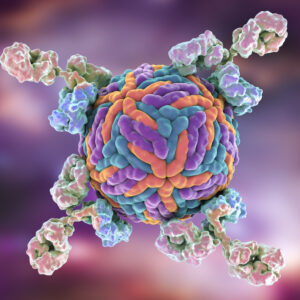Mouse Anti-Yellow Fever Virus NS1 Antibody (CE6)