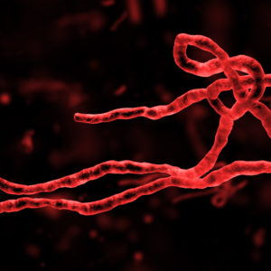 Ebola virus envelope GP1
