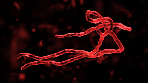 Ebola virus envelope GP1