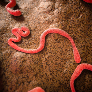 Ebola virus envelope glycoprotein