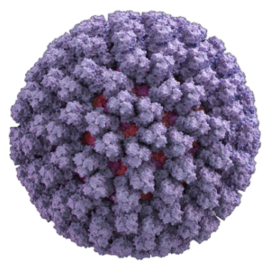 Cytomegalovirus Cell Lysate Antigen