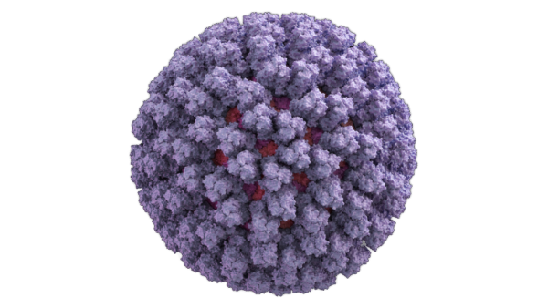 Cytomegalovirus Cell Lysate Antigen