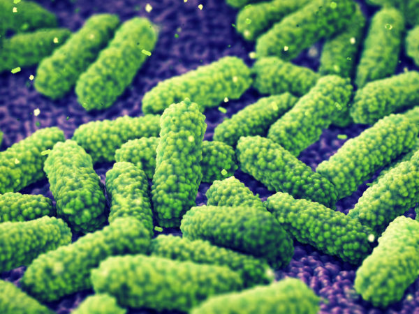 Green bordetella bacteria