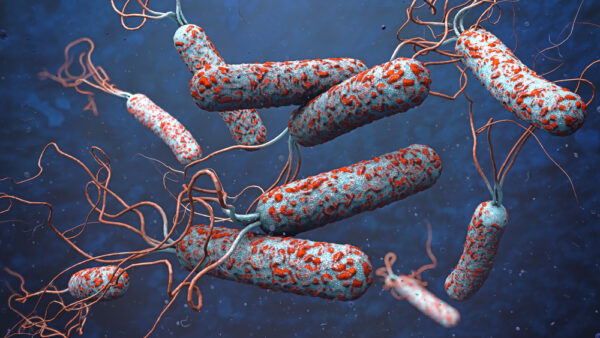 Clostridium difficile ribotype 78