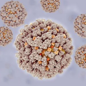 3D image of cytomegalovirus virions