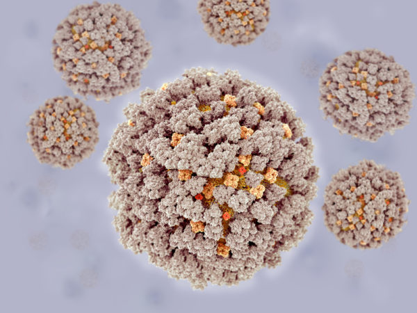3D image of cytomegalovirus virions