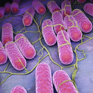 Purple bacteria growing on epithelium