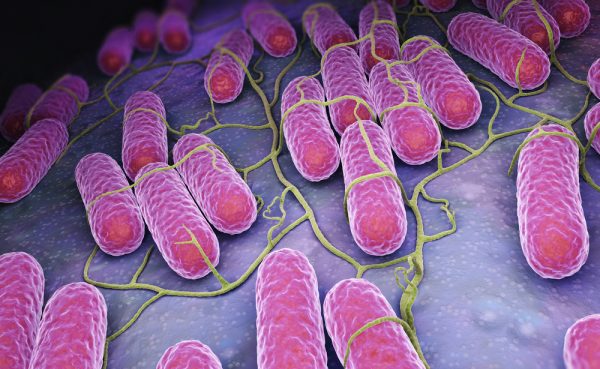 Purple bacteria growing on epithelium