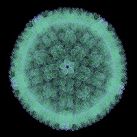 Cytomegalovirus purified antigen