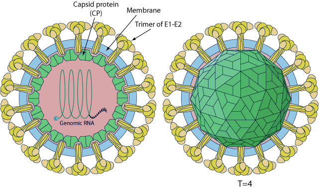 papillomaviridae viralzone