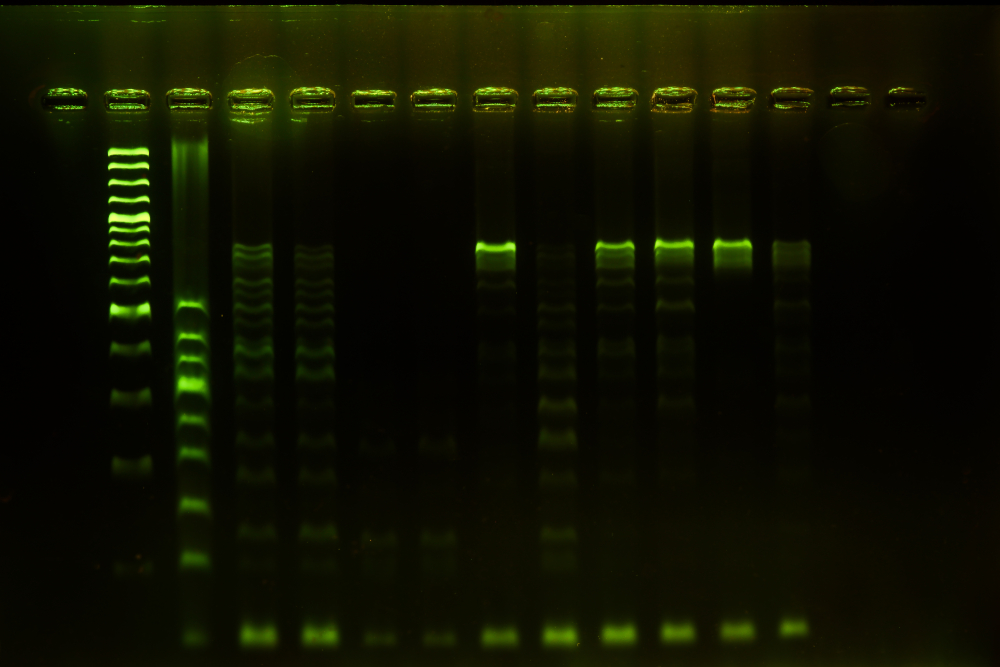 Blocking buffer for fluorescent western blotting