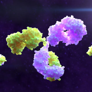 Human IgG1 Anti-Flavivirus Envelope Protein Antibody (4G2)