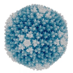 Blue and white icosahedral adenovirus capsid