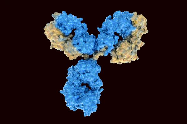 Mouse Anti-Cytomegalovirus Glycoprotein B Antibody (0811)
