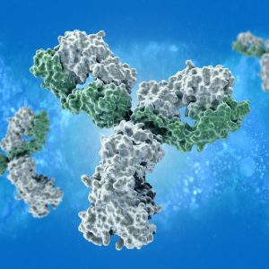 Mouse Anti Nipah Virus Glycoprotein G Antibody (CF12)