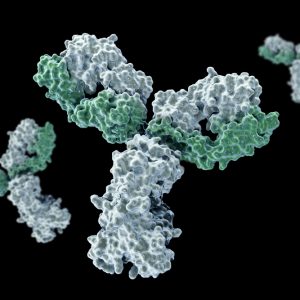 Mouse Anti-Cytomegalovirus Glycoprotein B Antibody (0826)