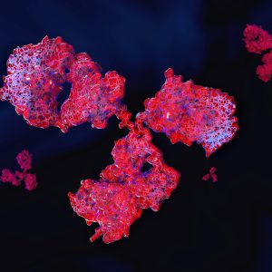 Mouse IgG2b Isotype Control Antibody