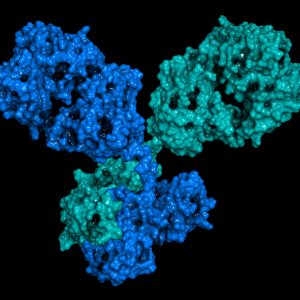 Mouse Anti-Ebola Virus Nucleoprotein Antibody (Sudan/Zaire) (7G2)