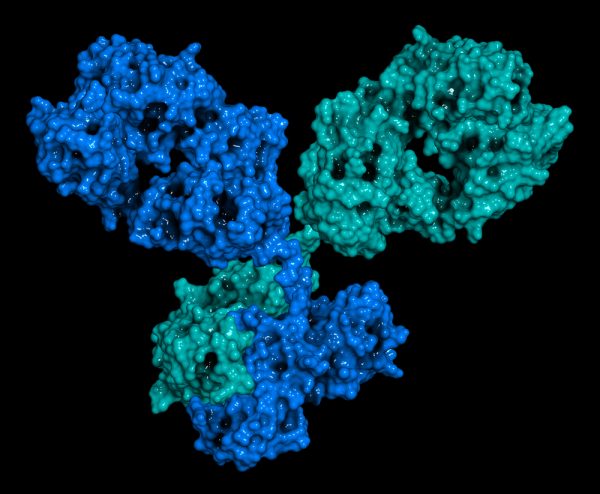 Mouse Anti-Ebola Virus Nucleoprotein Antibody (Sudan/Zaire) (7G2)