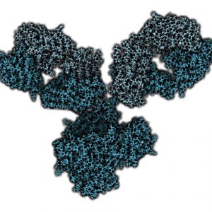 Anti SARS-CoV-2 nucleoprotein (GC12)