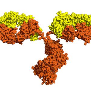 Orange and yellow antibody on white background