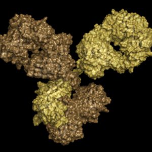 Yellow and brown antibody on black background