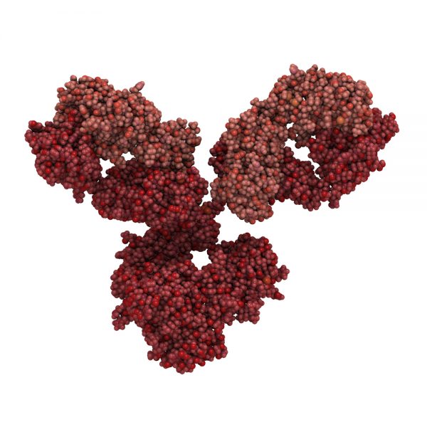 Mouse Anti-Hepatitis B Virus Core Protein Antibody (1823)