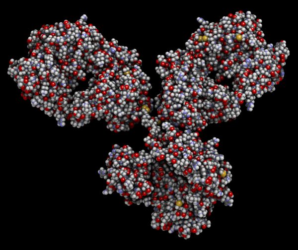 Mouse Anti-Hepatitis C Virus Core Protein Antibody (1862)