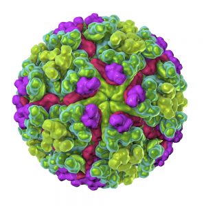 Mayaro Virus E2 Envelope Protein, Mouse Fc-Tag