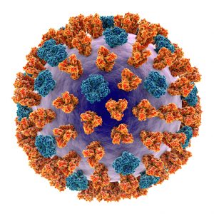 Lassa Fever Virus GP1