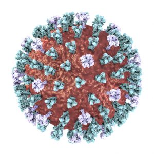 Lassa fever virus gp1