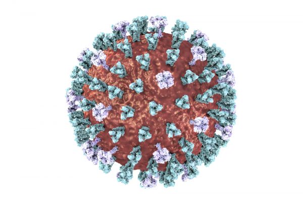Lassa fever virus gp1