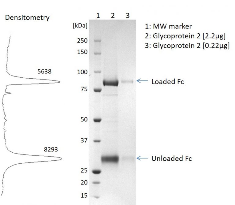 Toscana Virus Glycoprotein 2 (Gc), Human Heterodimeric Fctag The