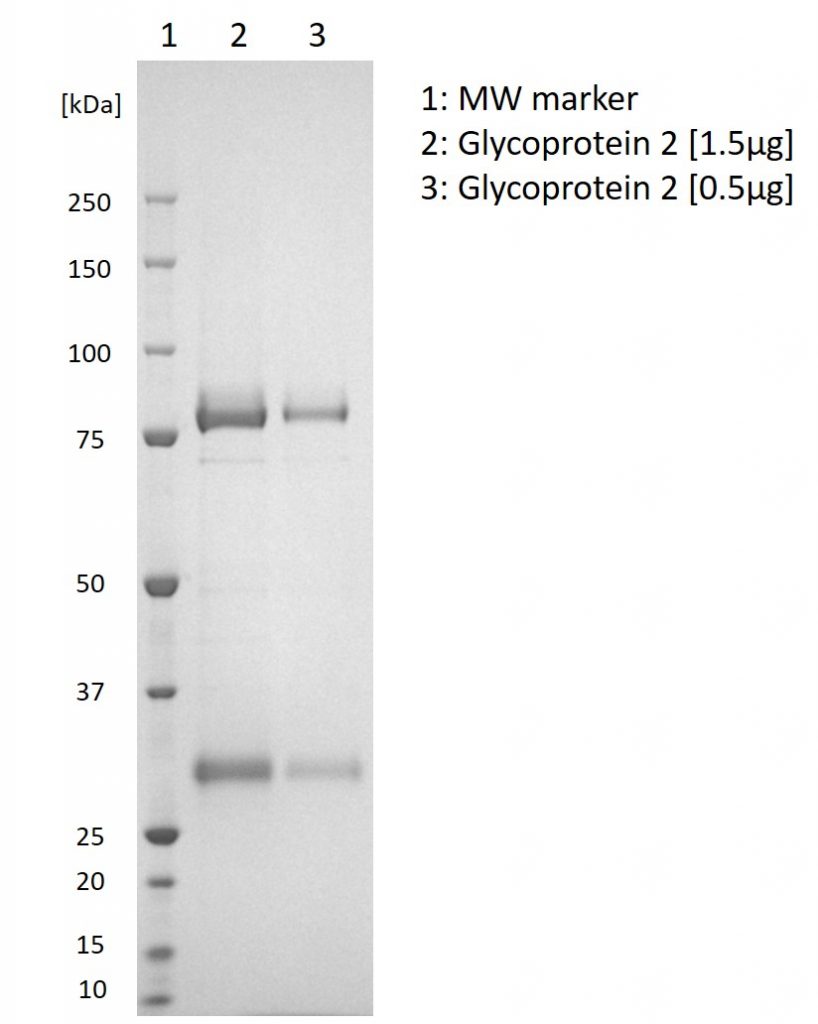 Puumala Virus Glycoprotein 2 The Native Antigen Company