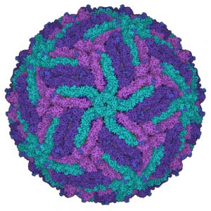 Zika Virus NS1 Protein (Suriname Strain)