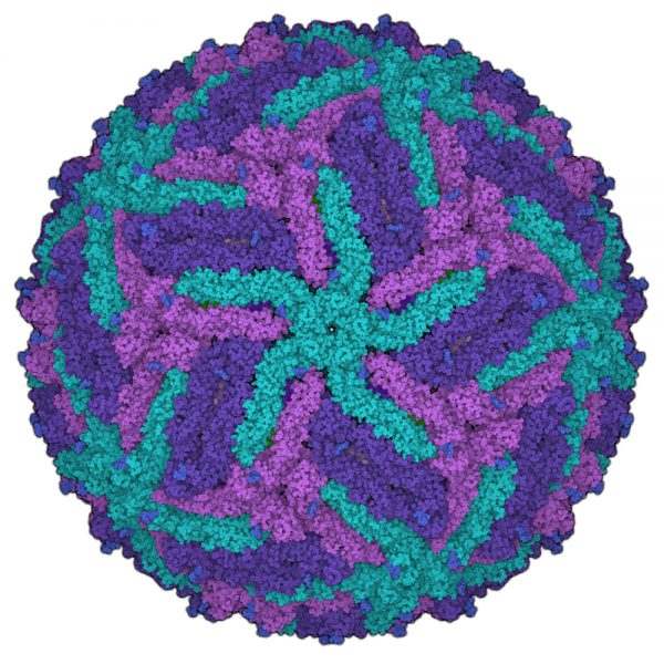 Zika Virus NS1 Protein (Suriname Strain)