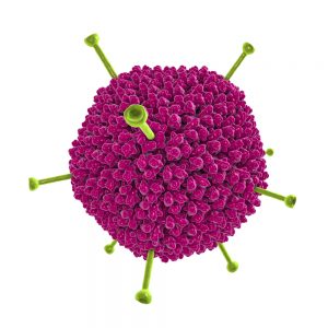 3D model of adenovirus 5 particle