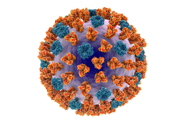 Lassa Fever Virus GP2 Protein, Sheep Fc-Tag