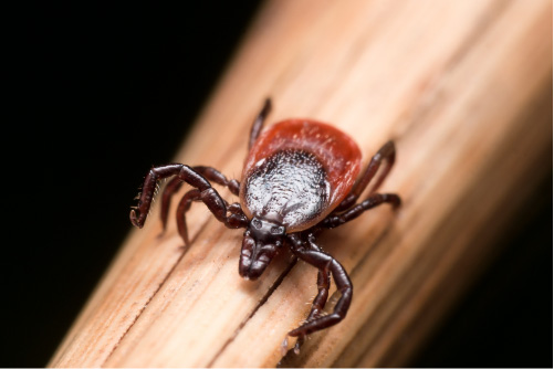Why are ticks such good vectors of pathogens?