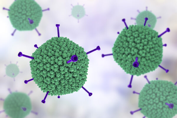 Adenovirus Type 5 Particles, CMV-GFP