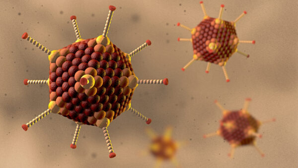 Adenovirus type 11 particles