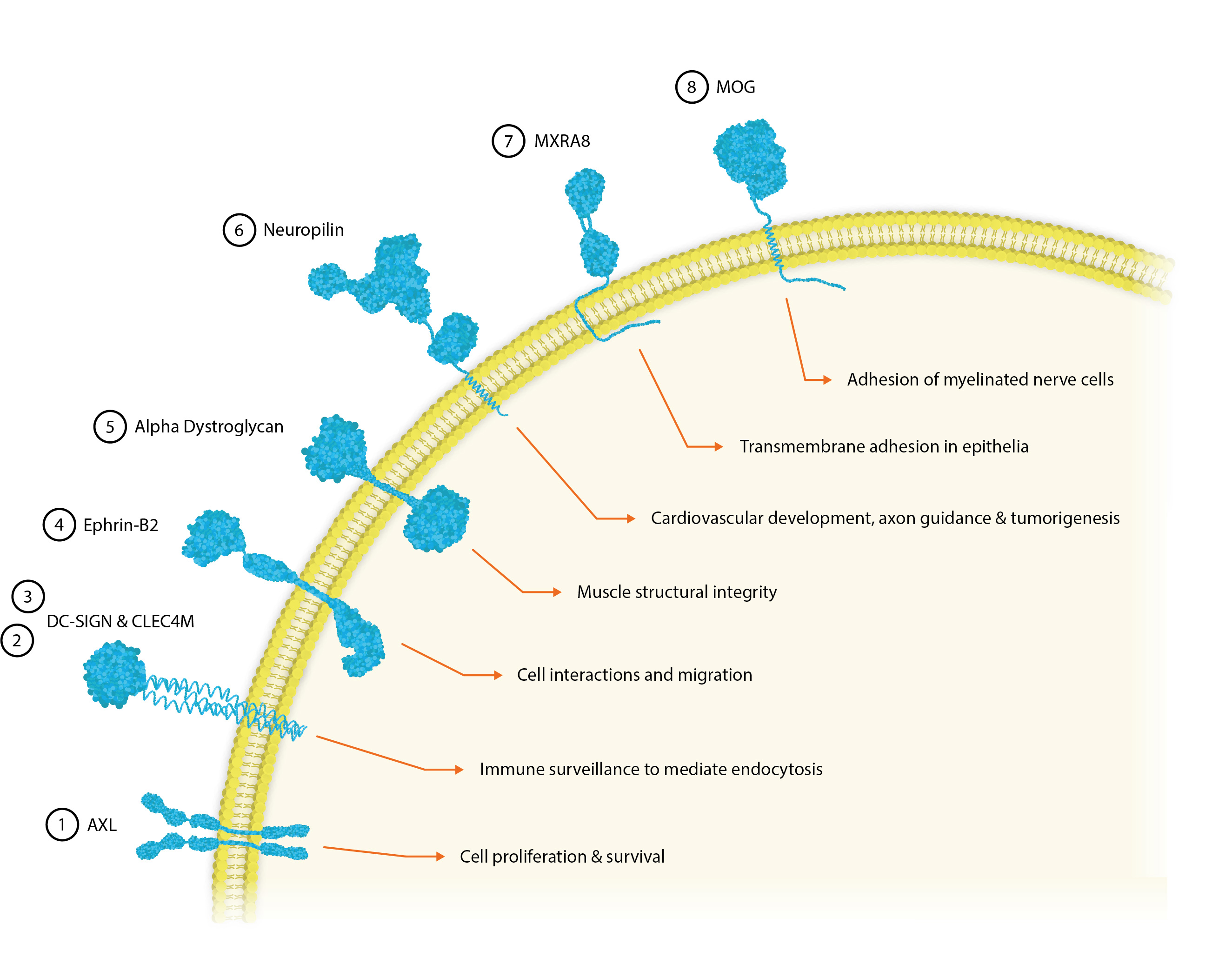 Cellular Receptors for Viral Entry - The Native Antigen Company