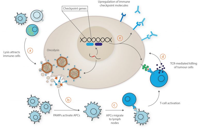 Using Adenoviruses to Fight Cancer - The Native Antigen Company