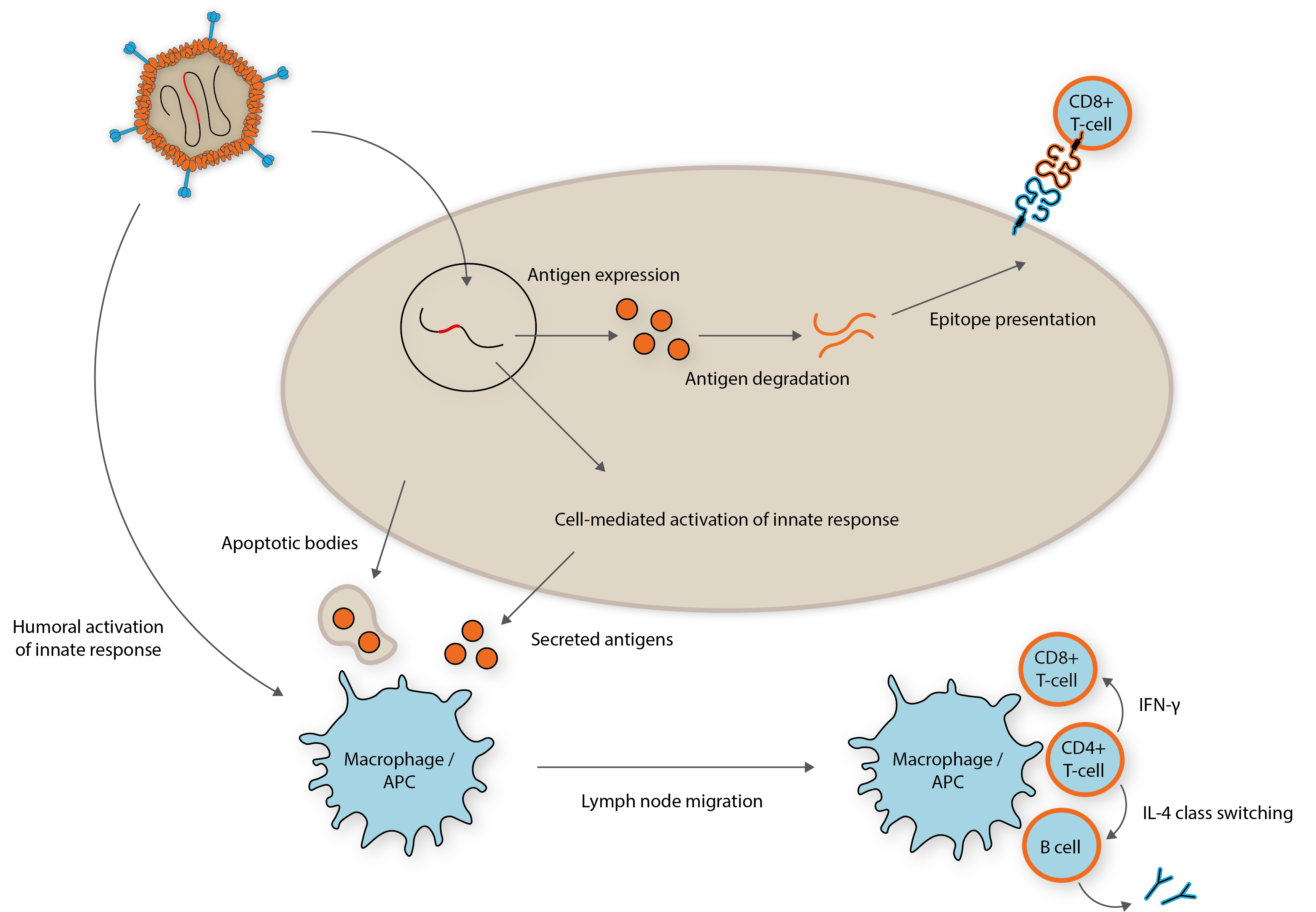 Repurposing Adenoviruses as Vectors for Vaccines - The Native Antigen